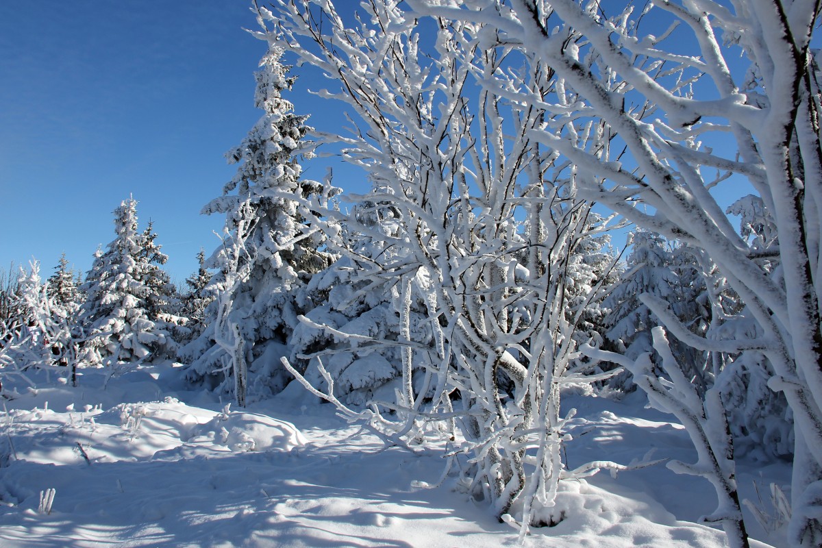 img00063.jpg